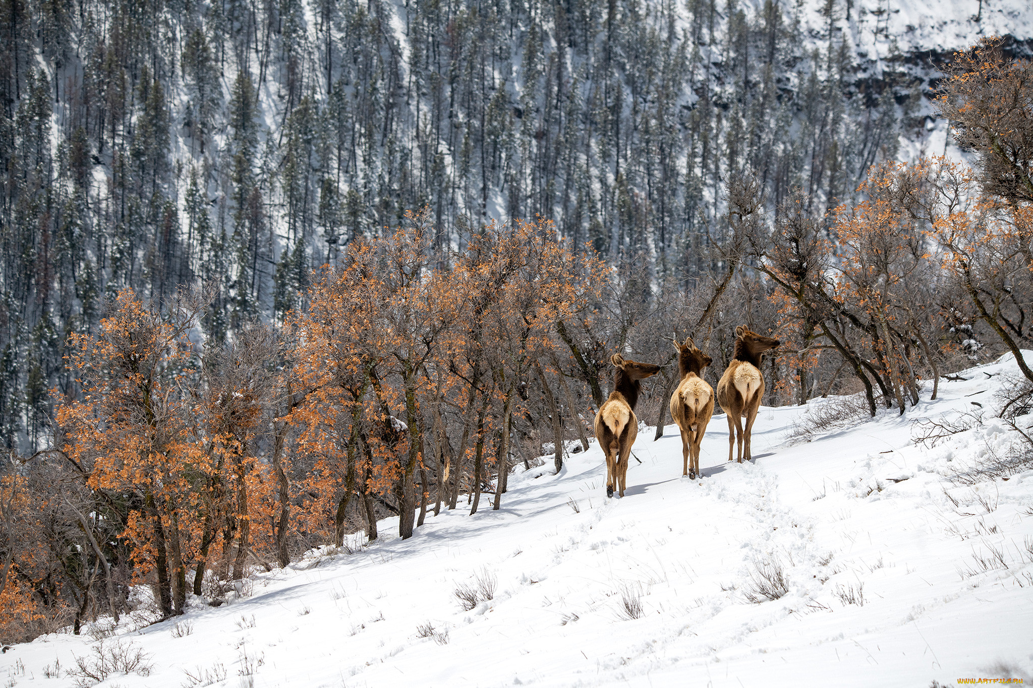 ��������, �����, ����, ����